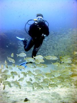 A diver swims into the fish-ball of Roncadores, or bastard grunts