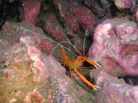 See the prickly shrimp while night diving in Gran Canaria