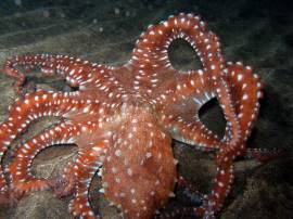 De roodgevlekte octopus is alleen 's nachts actief op Gran Canaria