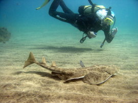 You can dive with the angelsharks in winter and spring, but we see less in summer and autumn