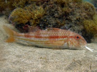 Goatfish are common in Risco Verde