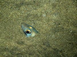 The golden Balearic conger hides in the sand and comes out at night
