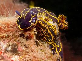 Surprised? nudibranch diving in Gran Canaria 