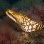 Moray Eel underwater -marine biology in Gran Canaria