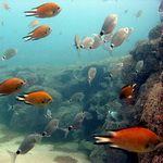 Fish on Reef underwater in Gran Canaria