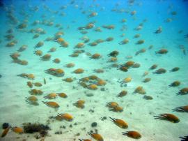 In de baai leven vele scholen atlantische damselfish, bream, en red mullet.