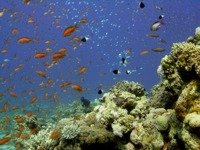 Anthias, glasvisjes en domino zwermen rond een koraal kop in de Rode Zee