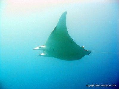 The Mobula ray can be found at feeding points in autumn in the Canaries