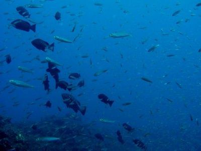 Adabe or Island Grouper chasing bogas in Gran Canaria dive hotspot