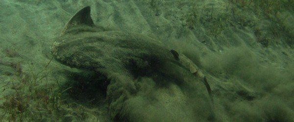diving with angel sharks gran canaria