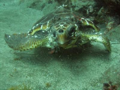 A rare closeup of a turtle with divers in Gran Canaria
