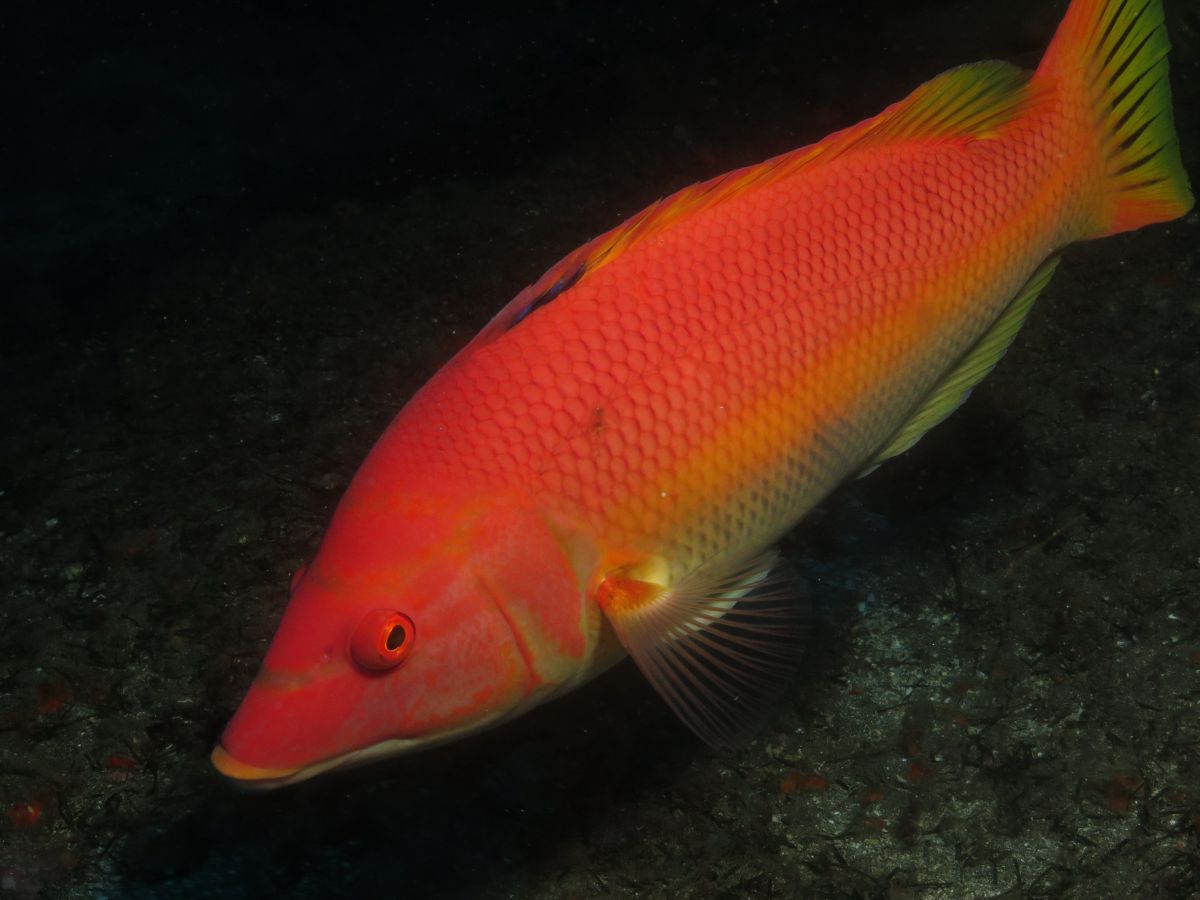 Recent Special or unusual sighting of Barred Hogfish
in the El Cabrón Marine Reserve Gran Canaria