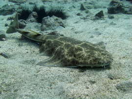 An Angel Shark rests on the bottom in the Arinaga Marine Reserve
