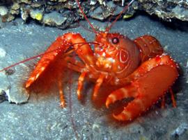 Canarian Lobster in Gran canaria