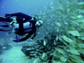 When you have perfect buoyancy control you can float alongside shoals of fish and they are not scared.