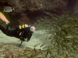 shoals of roncadors in the el Cabron marine reserve