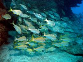 Gran Canaria -divers in the warm subtropical waters of the El Cabrón marine reserve