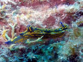 Een nudibrach graast op de vegetatie op het tafelblad 