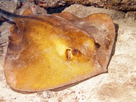 This common stingray can be found at several places in the reserve