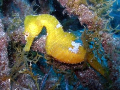 canaria gran diving seahorse endangered hippocampus sea