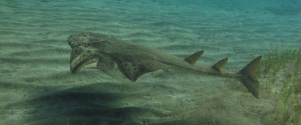 Angel Sharks in Gran Canaria