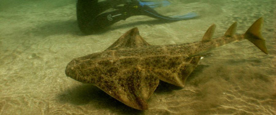 dive with angel sharks gran canaria