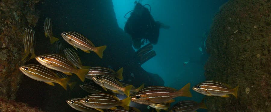 🤿Scuba Diving in Gran Canaria - Best dives - PADI 5-Star Dive Centre