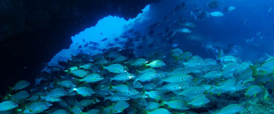 Shoal of Roncadors, wrasse and bream diving canary islands